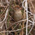 Field Sparrow